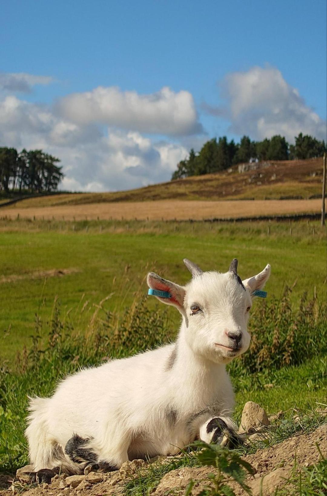Hotel Tomnauld Farm Pitlochry Zewnętrze zdjęcie
